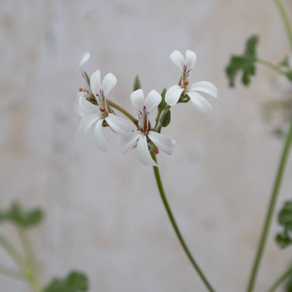 Fragrans