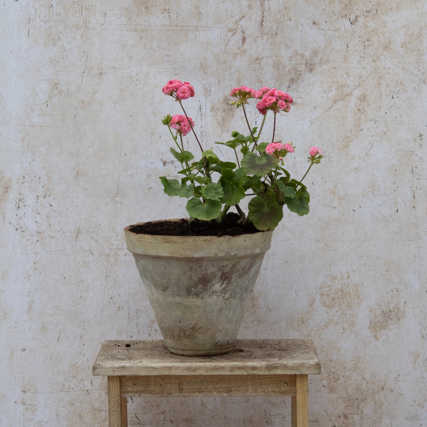 Grainger's Antique Rose