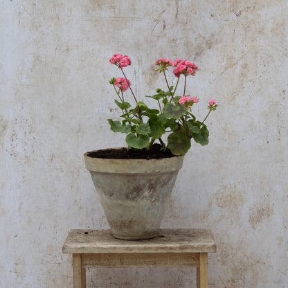 Grainger's Antique Rose