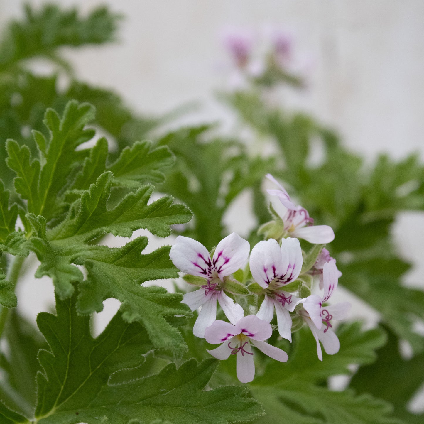 Graveolens (hort)
