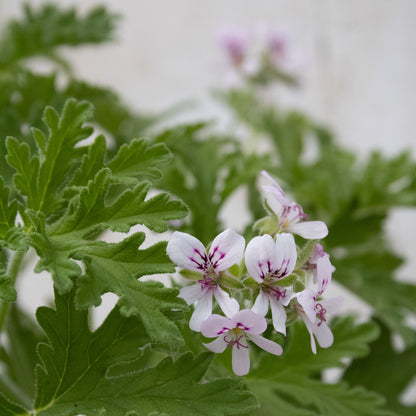 Graveolens (hort)