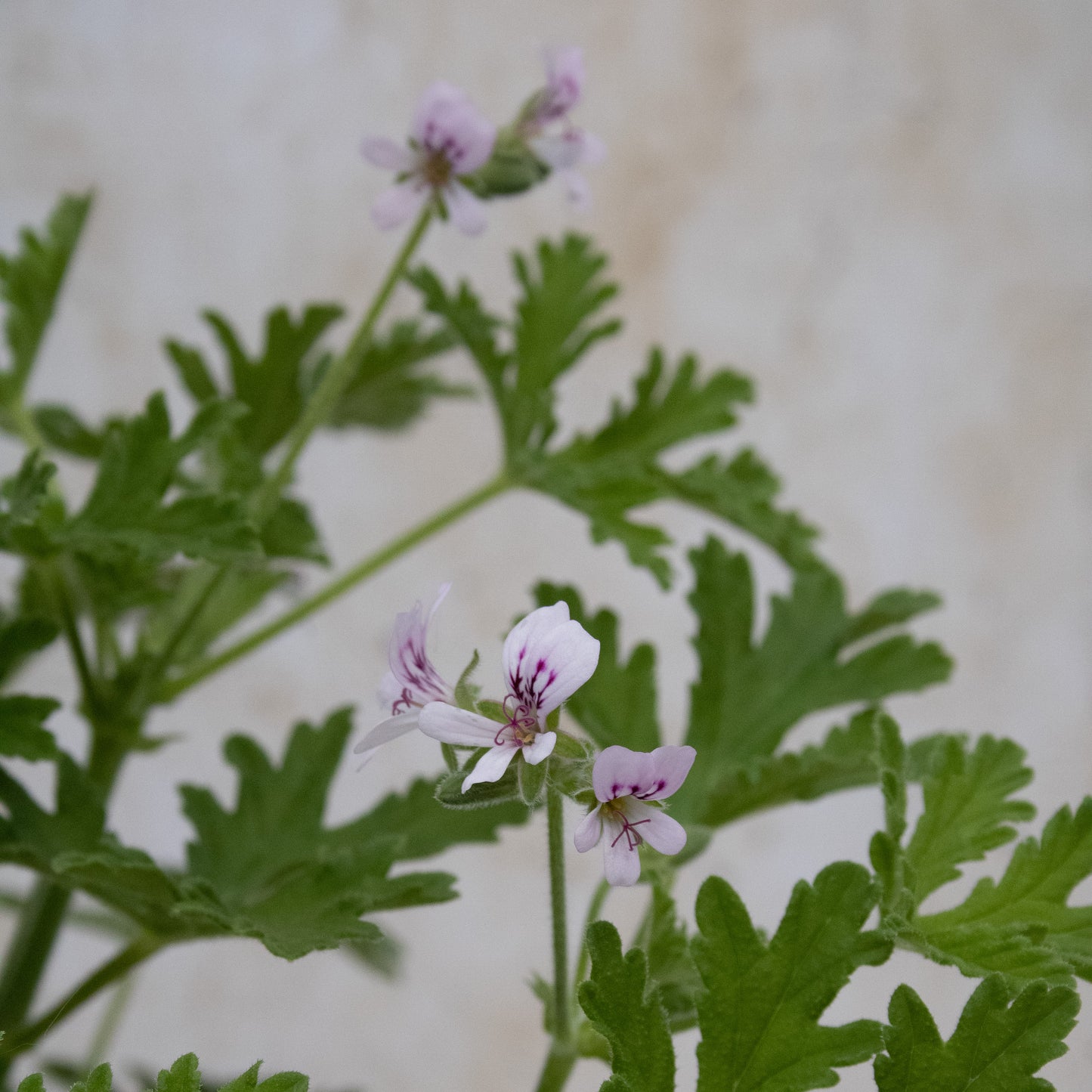 Graveolens (hort)