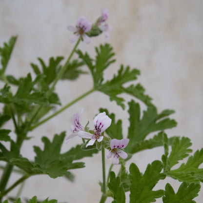 Graveolens (hort)