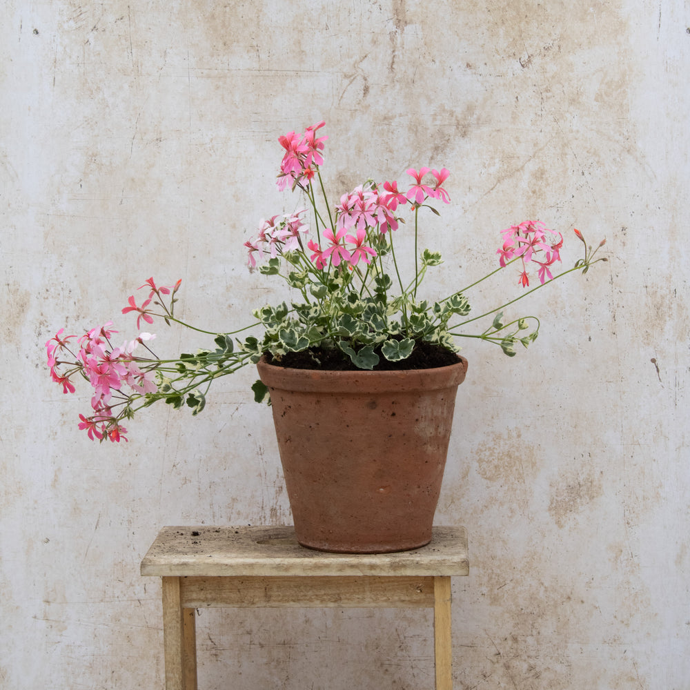 Hederinum Variegated