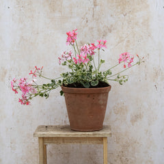 Hederinum Variegated