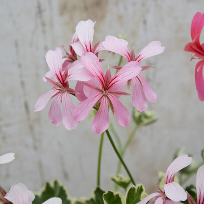 Hederinum Variegated