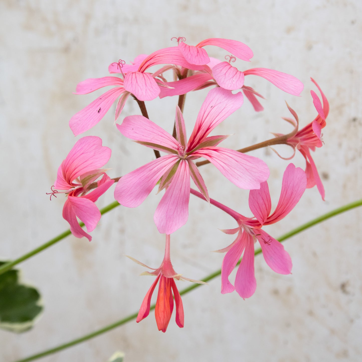 Hederinum Variegated