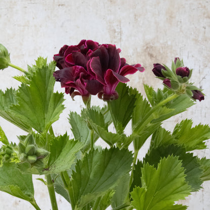 Lord Bute