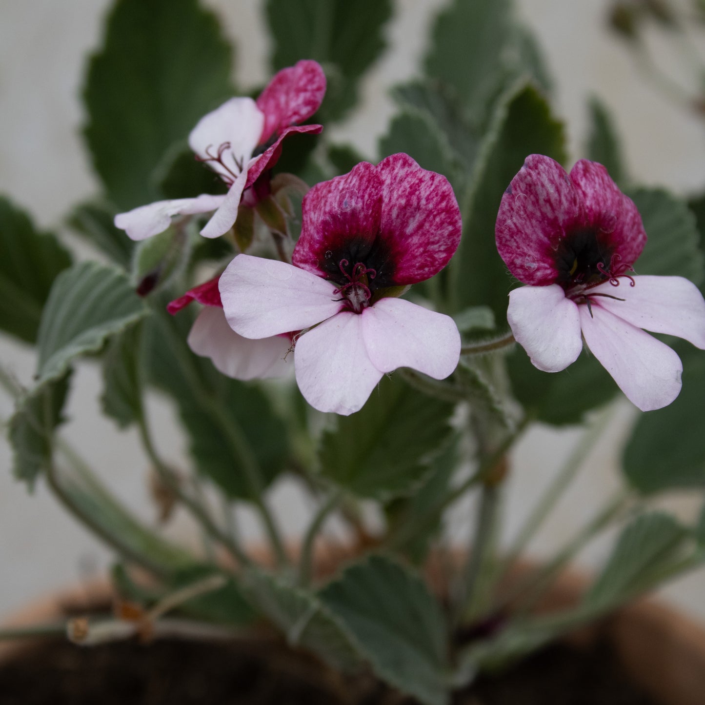P. Splendide