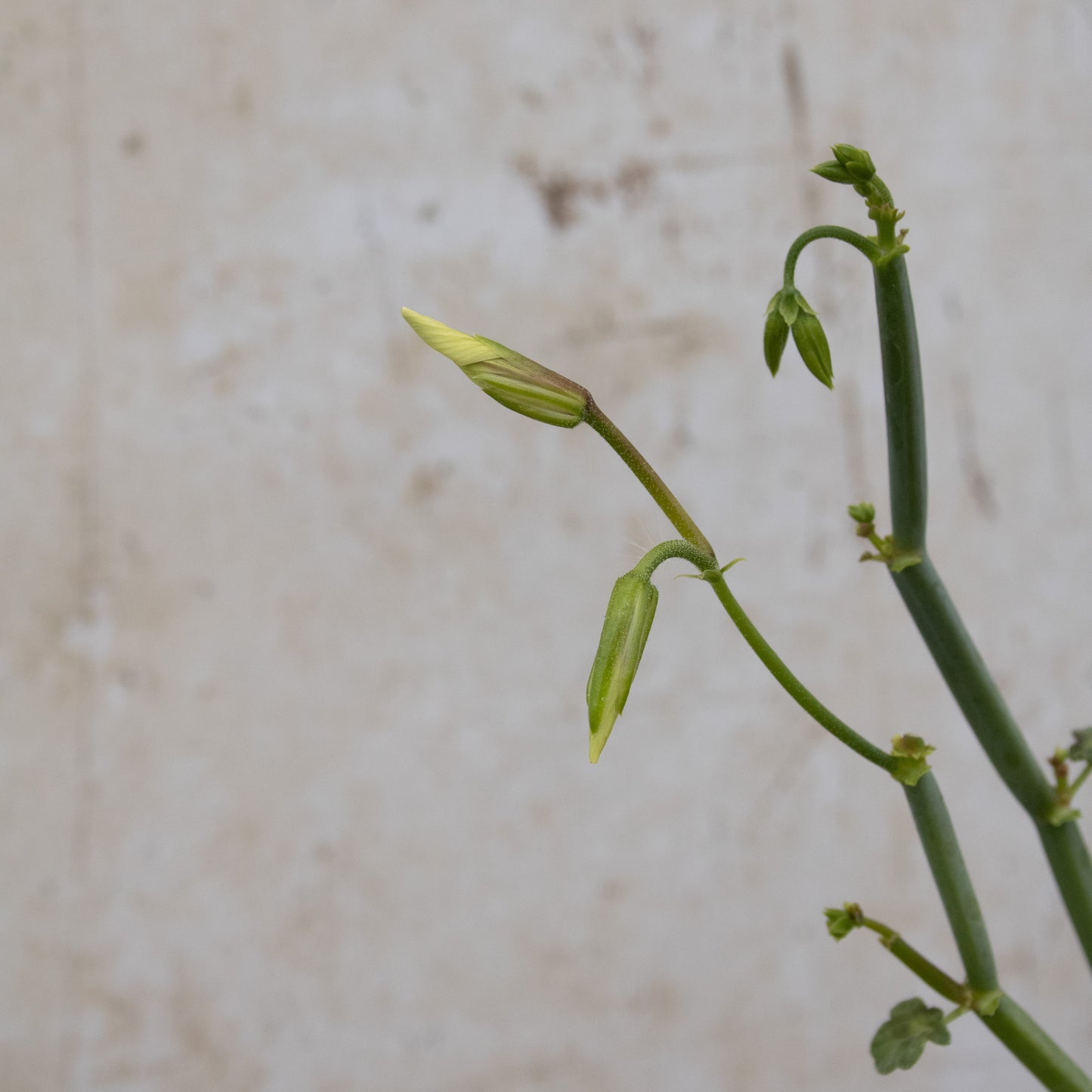 P. Tetragonum