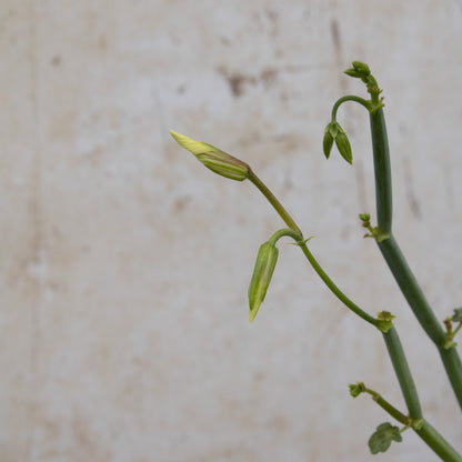 P. Tetragonum