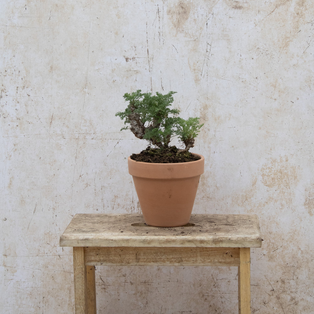 Pelargonium Hirtum