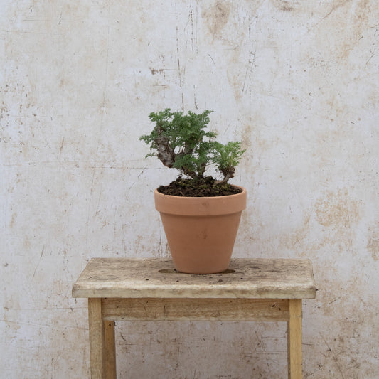 Pelargonium Hirtum
