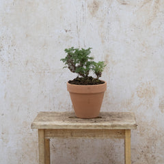 Pelargonium Hirtum