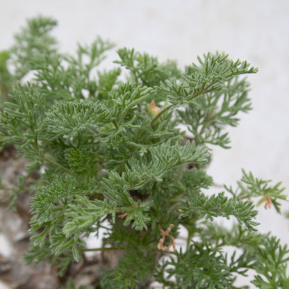 Pelargonium Hirtum