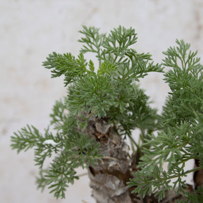 Pelargonium Hirtum