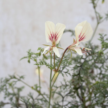 P. longicaule longicaule