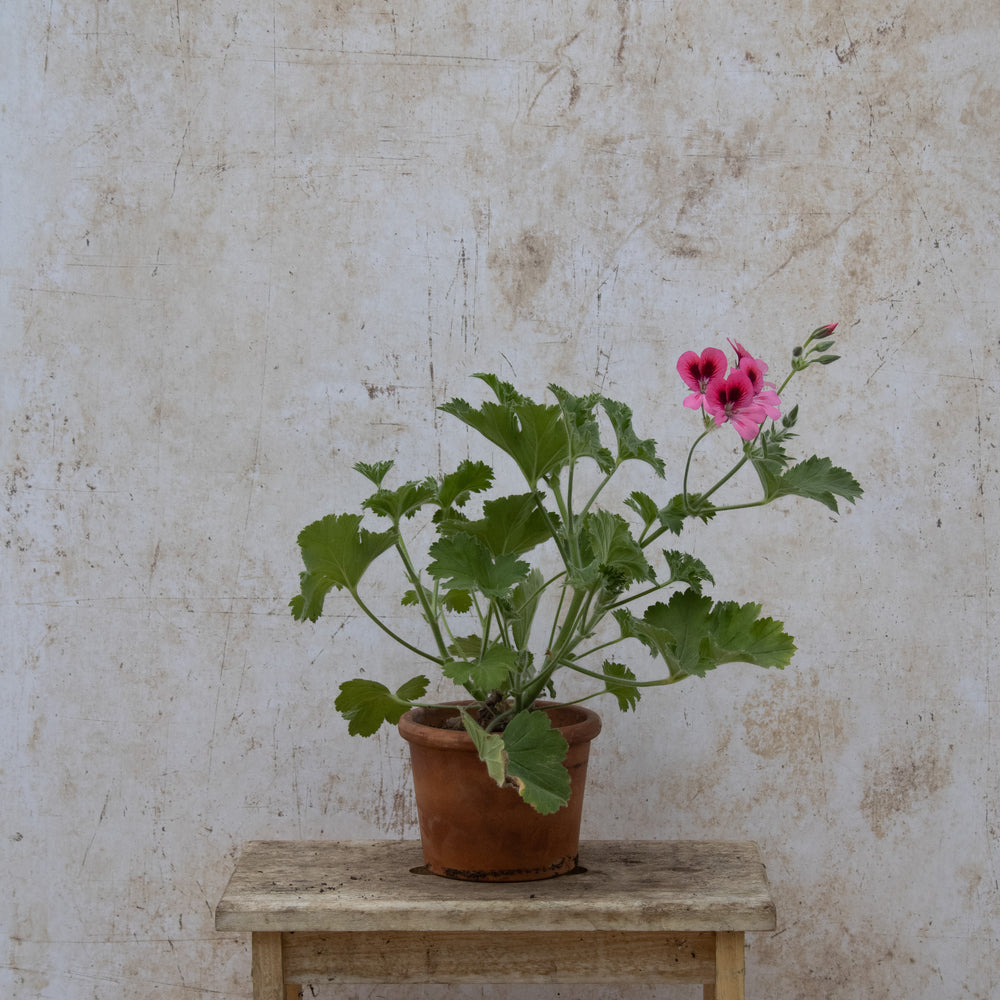 Pink Aurore