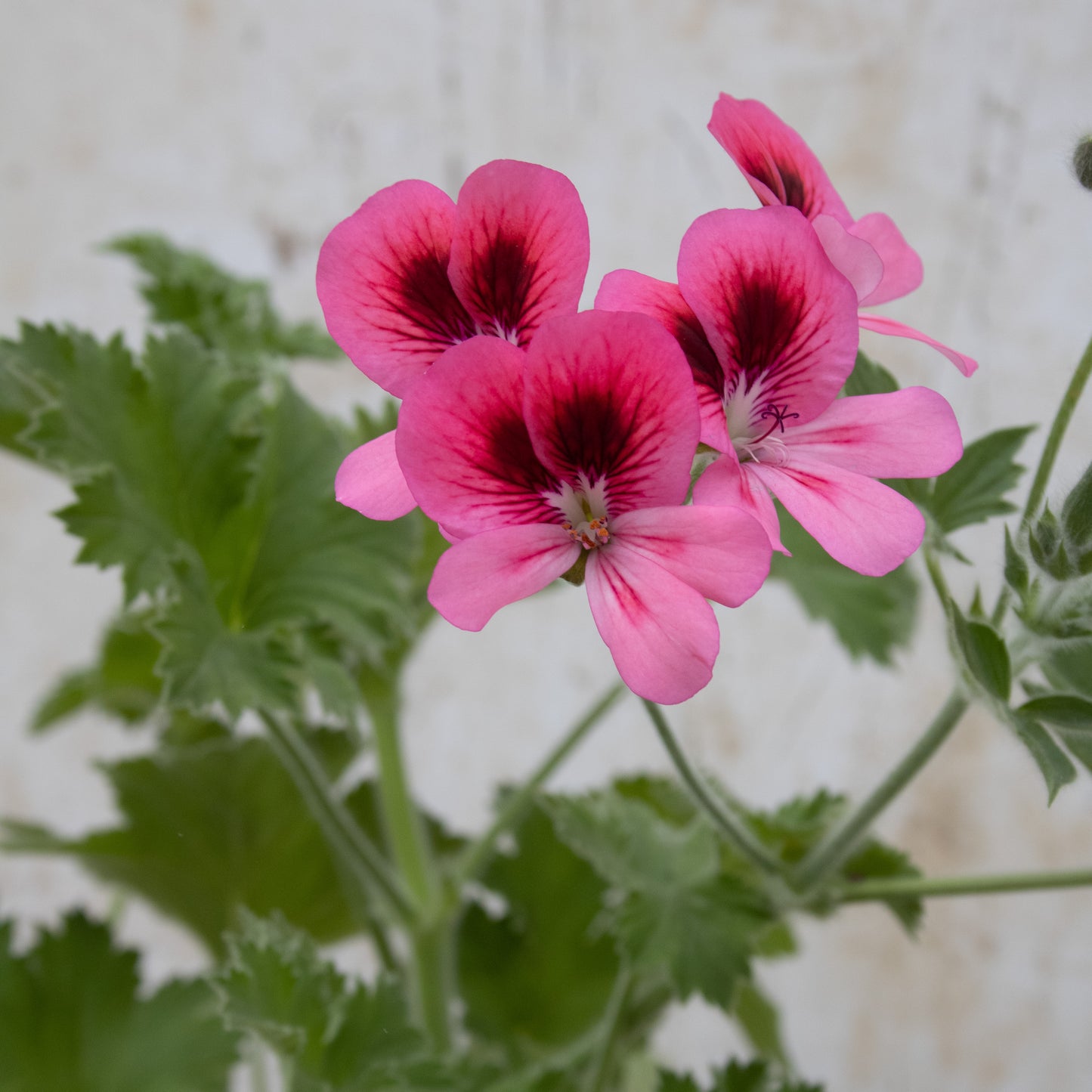 Pink Aurore