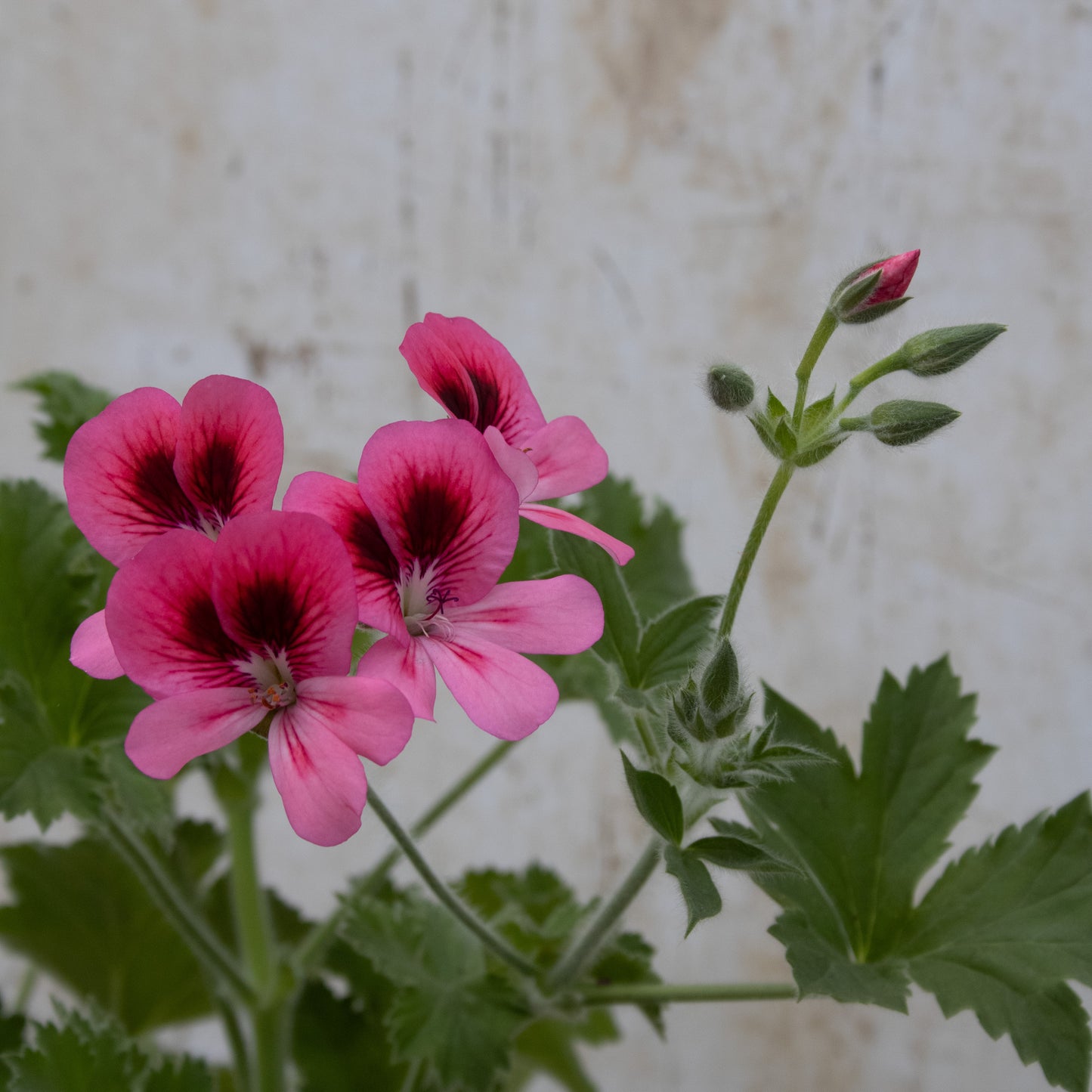 Pink Aurore