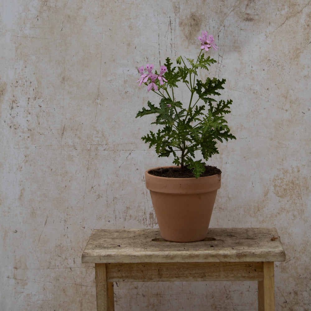 P. quercifolium