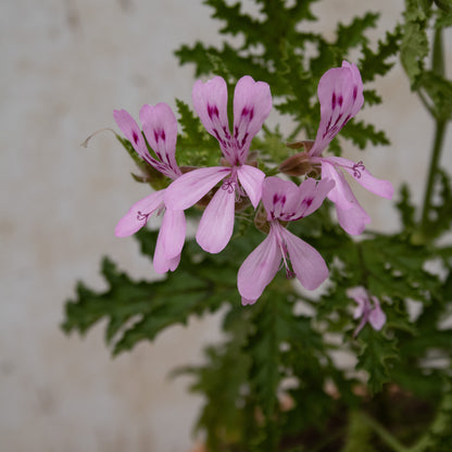 P. quercifolium