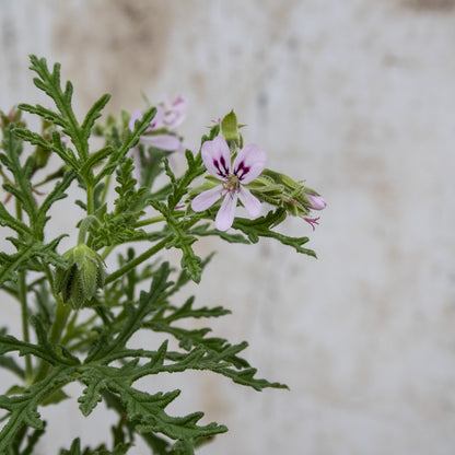 Radula