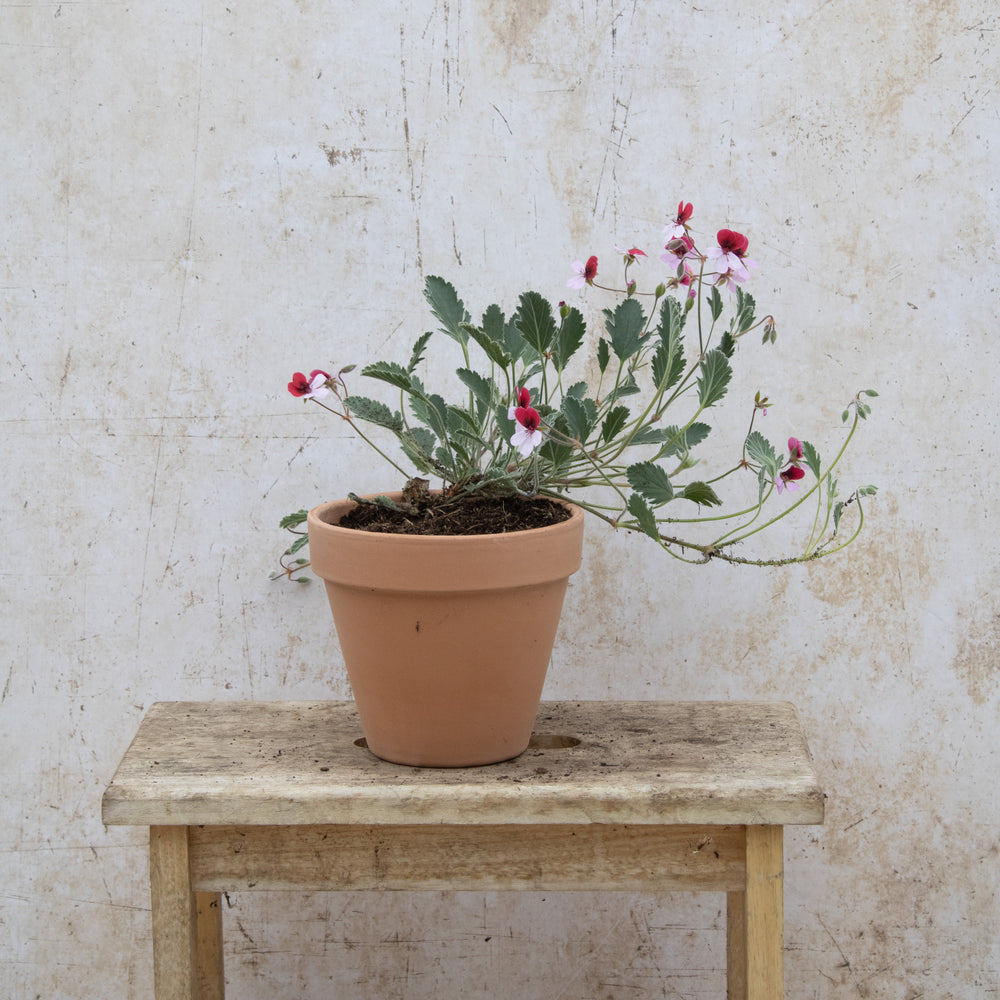 P. Renate Parsley