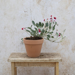P. Renate Parsley