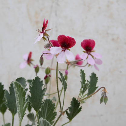 P. Renate Parsley