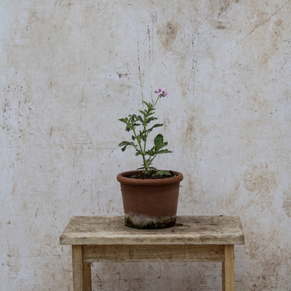 Rober's Lemon Rose