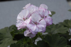 Rushmoor Spotted Shrimp