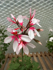 Rushmoor Coast Redwood