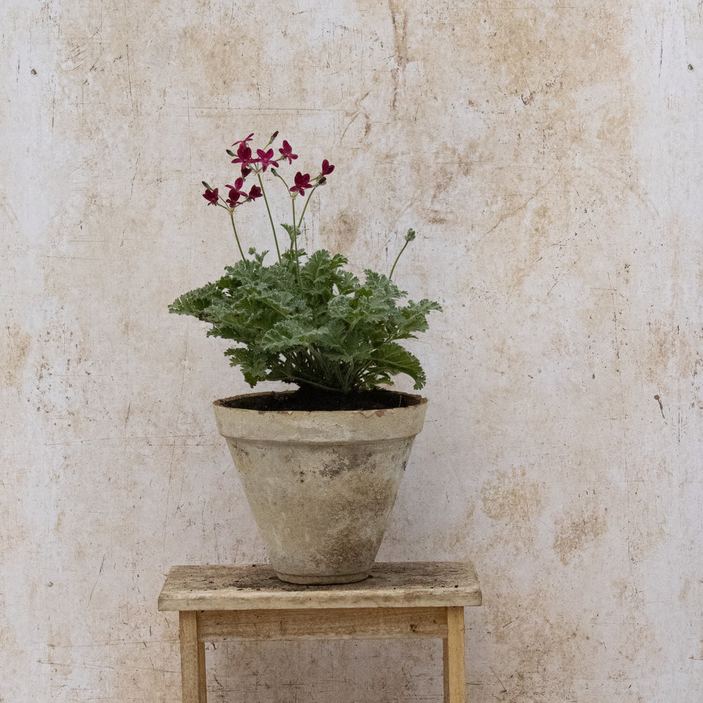 P. Schottii