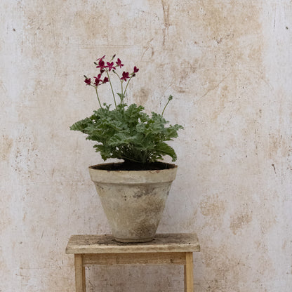 P. Schottii