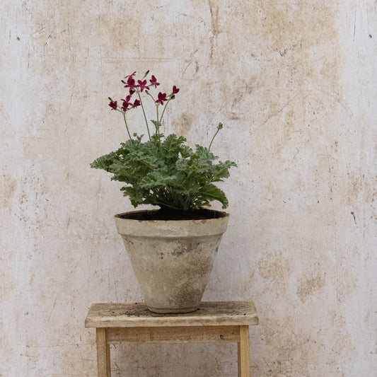 P. Schottii