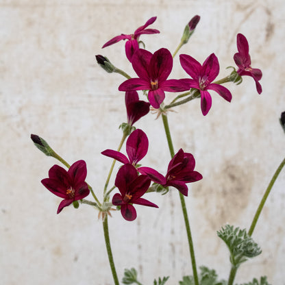 P. Schottii