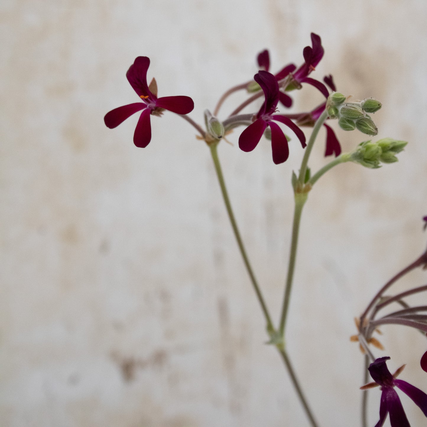 P. Sidoides Magenta Form