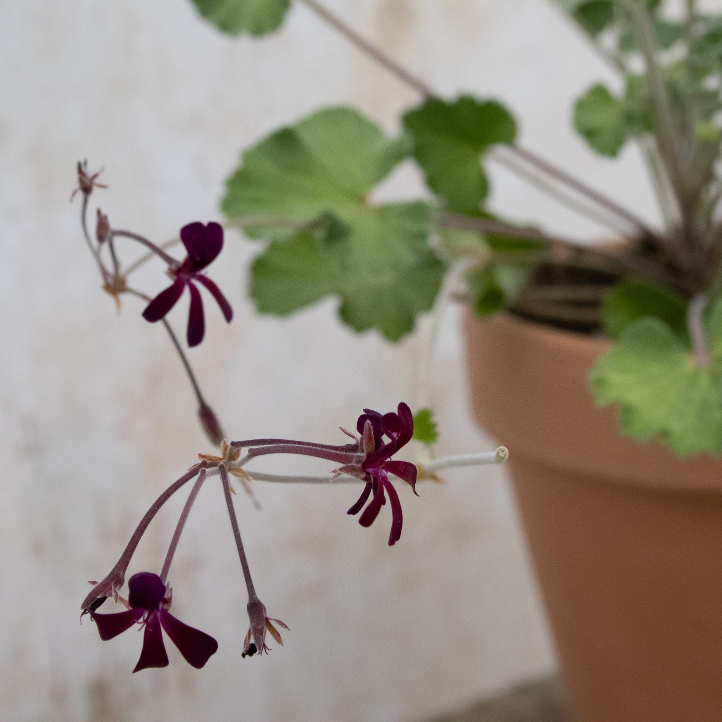 P. Sidoides Magenta Form