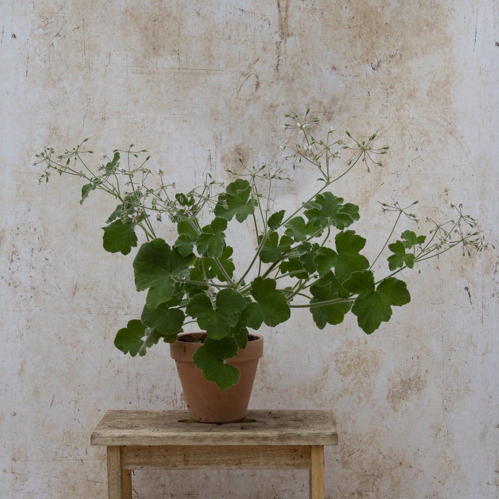 Tomentosum