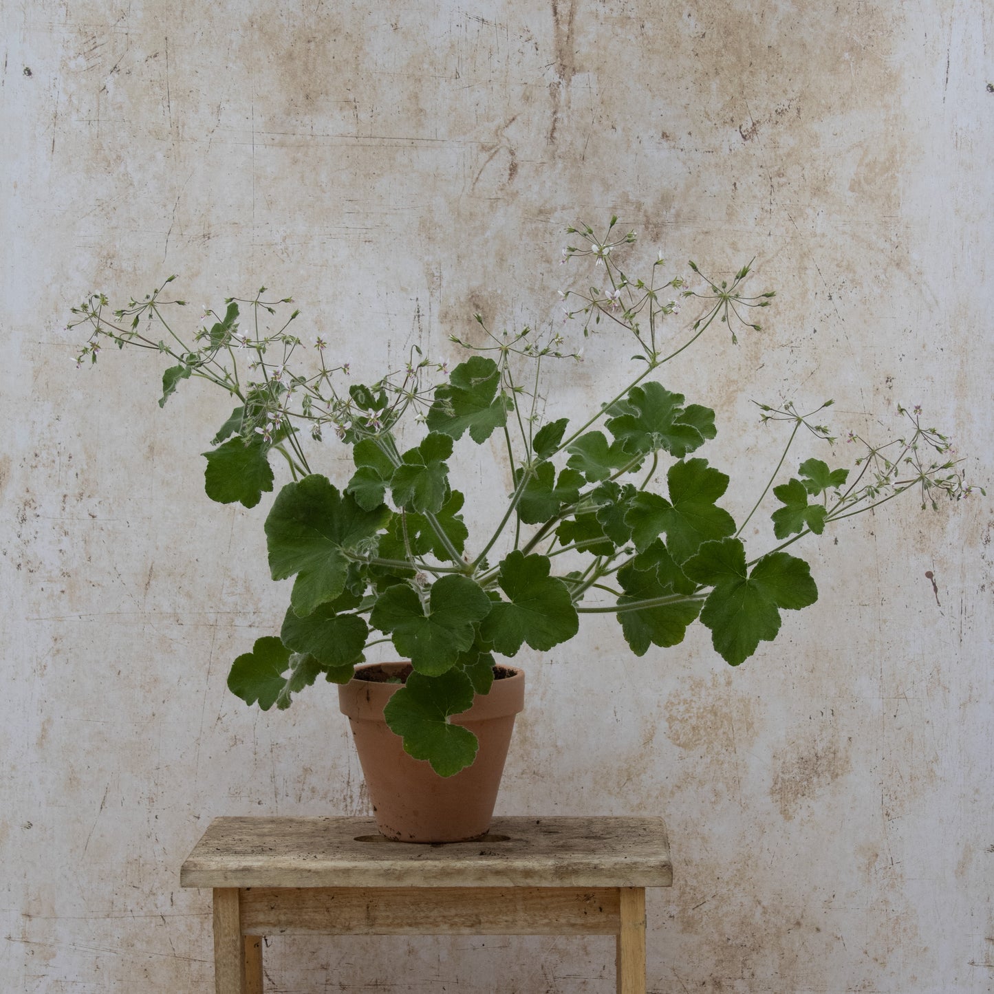 Tomentosum