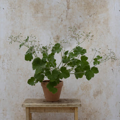 Tomentosum