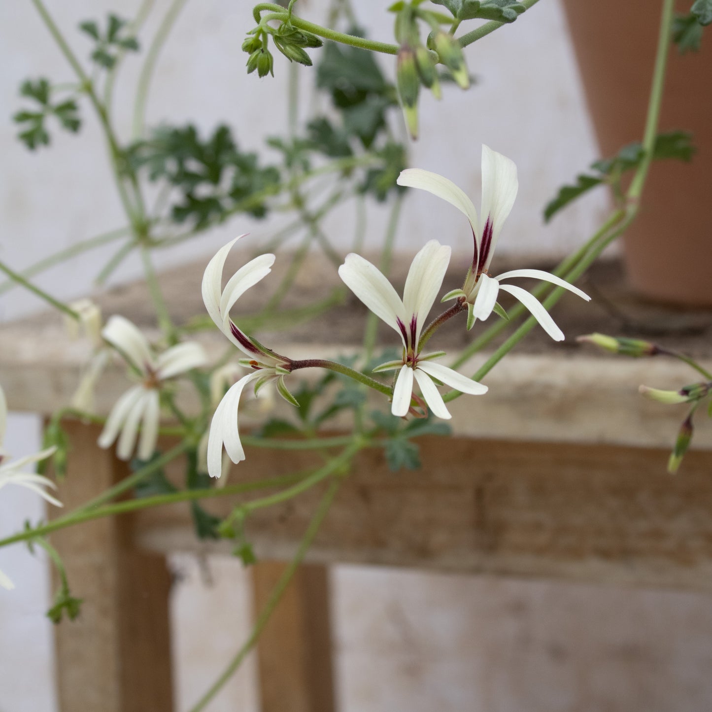 P. trifidum