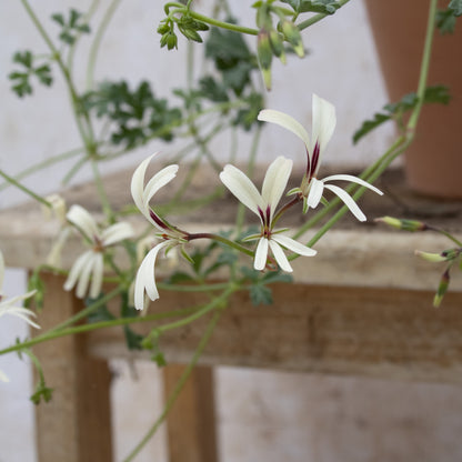 P. trifidum