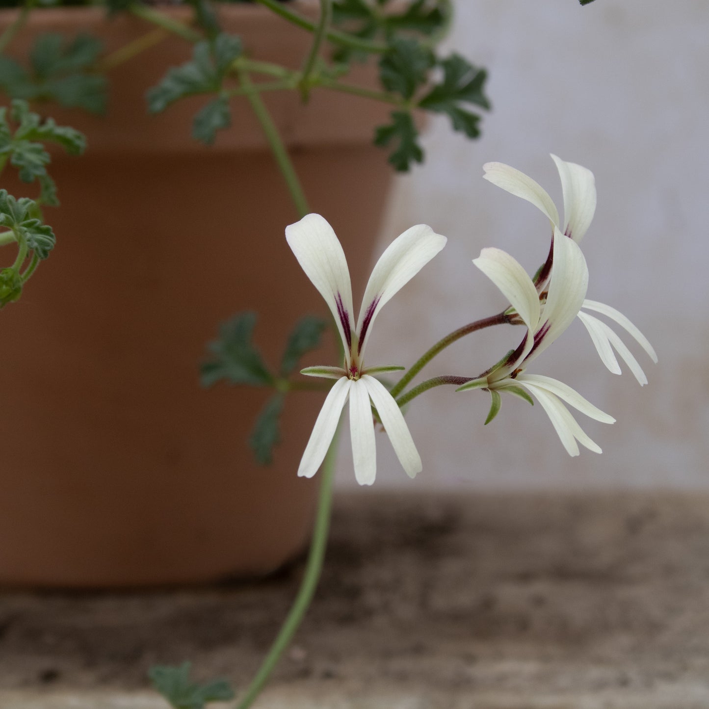 P. trifidum