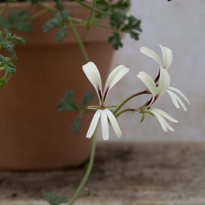 P. trifidum