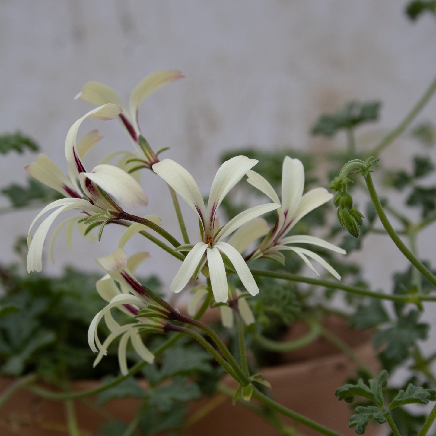 P. trifidum