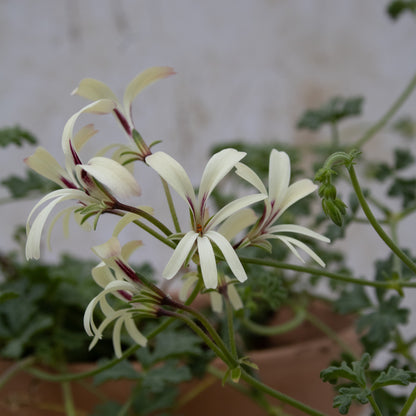 P. trifidum