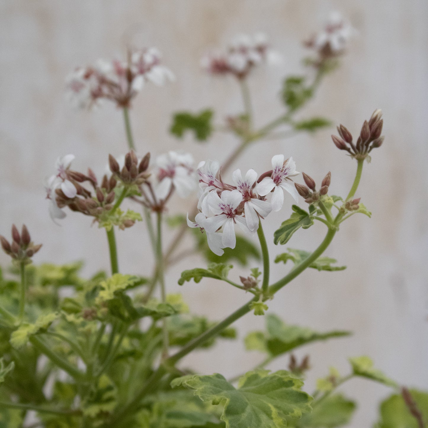 Variegated Fragrans