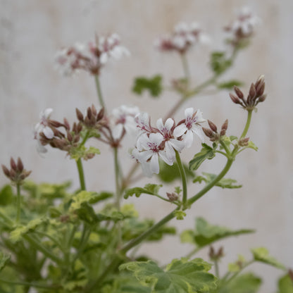 Variegated Fragrans